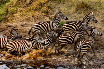 Fototapeta na wymiar Zebra's stampeded at waterhole neat the Grumeti river in Tanzania