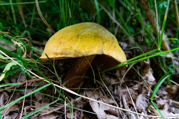 grzyb huban  © artur