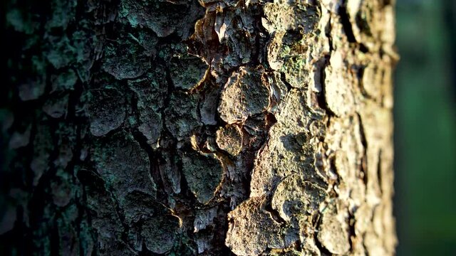 Texture of spruce tree trunk in the forest. Close up view of tree trunk with blurred background at sunset.