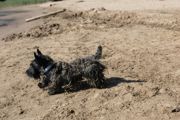 A cheerful young dog of the Scotch Terrier breed runs along the beach against the background of the...