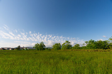 初夏の牧草地