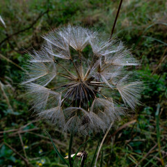 dmuchawiec inaczej dandelion 