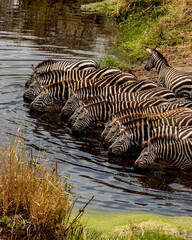 Zebras lined up to drink at a waterhole near the Grumeti river in Tanzania