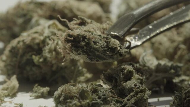 Close-up of marijuana. Cannabis. Hemp.