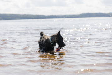 A cheerful young dog of the Scotch Terrier breed runs along the beach against the background of the river. Portrait of a black playful dog. The concept of outdoor recreation on a sunny summer day.