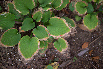 hosta leaves