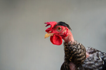 Red head hen with white and black dot feather, The bird with red rooster in macro detail, Hen close up photography