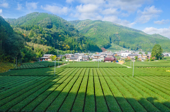 Fresh green tea farm in spring , Row of tea plantations (Japanese green tea plantation) Haibara District, Shizuoka prefecture, Japan.