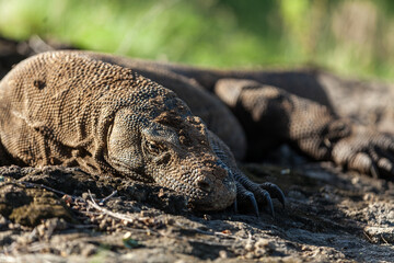 Obraz premium Close-up of Komodo dragon in its natural habitat in Komodo Island