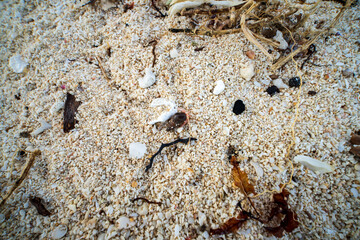 Hermit crab