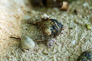 Hermit crab