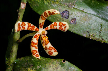 Flower of Cherub orchid (Trichoglottis magnicallosa), with red dots on white, Sabah, Borneo