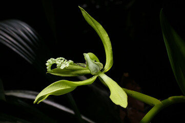 Flower of the black orchid (Coelogyne pandurata), Sabah, Borneo