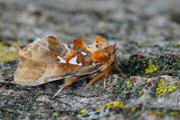 Closeup on the colorful brown Argentine moth, Spatalia argentina in Gard, France