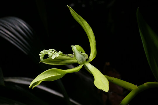 Flower of the black orchid (Coelogyne pandurata), Sabah, Borneo
