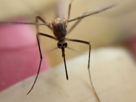 Macro shot of mosquito and picture refers to insert 