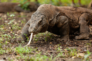 Komodo dragon walking with its forked tongue out