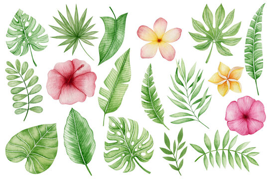 Watercolor set of tropical leaves and flowers isolated on white background.