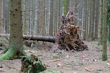 Wind- und Schneeschäden in einem Wald.