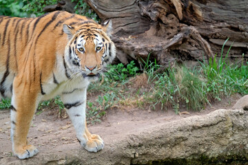 Sibirischer Tiger ( Panthera tigris altaica ).