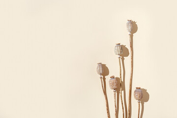 Dry poppy on beige color background. Poppy in buds. Minimal style aesthetic image