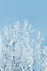 Sparkling snow on branches of tree, frost on plant on  sunny winter day. Natural background