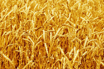 Ears of ripe wheat against blue sky. Wheat field, farmland, nature, environment.