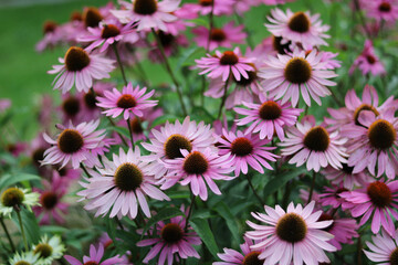 Full frame image of echinacea or cone flowers in garden setting