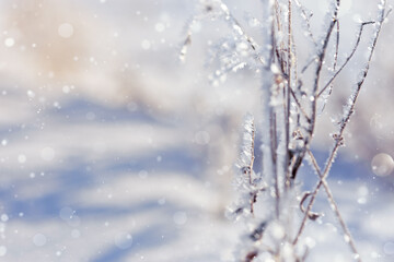 Frozen plants as natural winter background. Sparkling snow and frost on dry grass on field