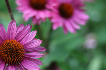 Soft blurred image of echinacea flowers with green background - copy space