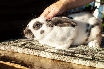 A male palms white rabbit with black spots. Rabbit breed is butterfly