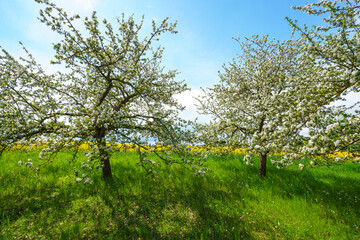Obraz premium Apfelblüte