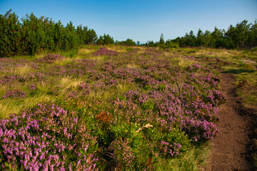Heidelandschaft auf dem Gazon du Faing in den Vogesen