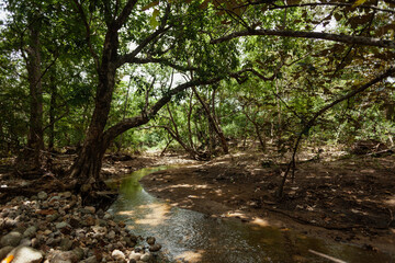 Obraz premium Small stream of water flowing through forest