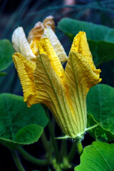 Blüte einer Zucchini ( Cucurbita pepo subsp. pepo convar. giromontiina ).