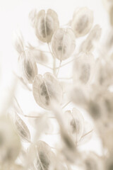 Round oval shape dried flowers soft mist effect beige color buds branches on light background vertical macro