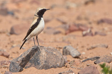 Desert Wheatear, (Oenanthe deserti), male stood on a rock, Tagdilt Plain, Morocco.