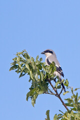 Desert (Southern) Grey Shrike, (Lanius meridionalis elegans), Tagdilt Plain, Morocco.