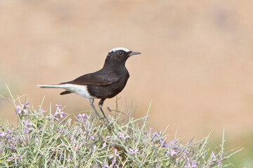 Fototapeta premium White-crowned Wheatear, or White-crowned Black Wheatear (Oenanthe leucopyga), male on top of a bush, Morocco.