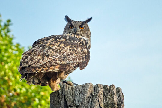 Uhu ( Bubo bubo ).