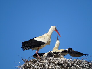 stork feeding