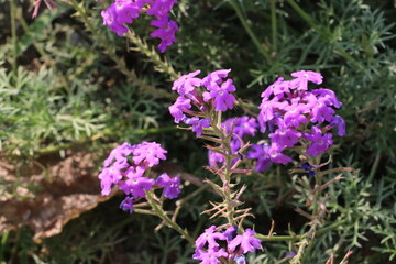 Close up of Purple Flower in the garden