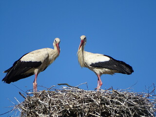 storks facing camera