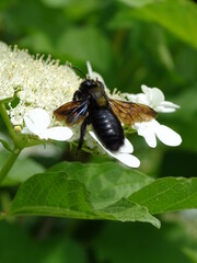 Carpenter bee on white flower