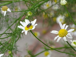 chamomile with green-red insect