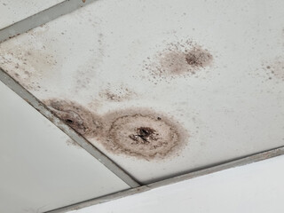 The ceiling is moldy wall panels