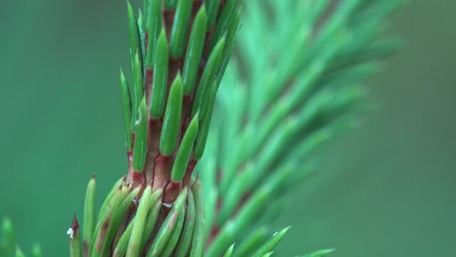 Young fresh branch of pine or spruce