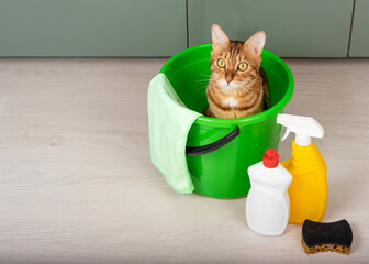 Cleaning concept. The cat sits in a bucket bucket with a cleaning cloth.