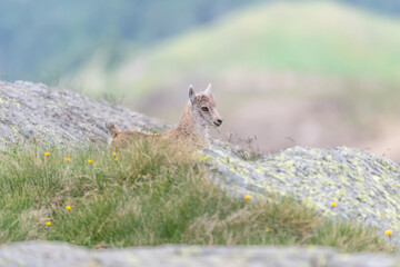 Obraz premium Cub of Ibex mountain in Alpine prairie (Capra ibex)