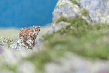 Fine art portrait of newborn in the Alps, cub of Ibex mountain (Capra ibex)